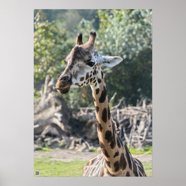 Giraffe Poster (Front)