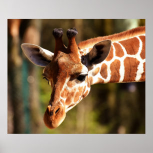 Giraffe Poster - Safari Wildlife Zoo Animals