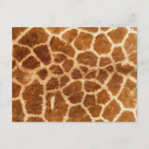 Giraffe Print Postcard
