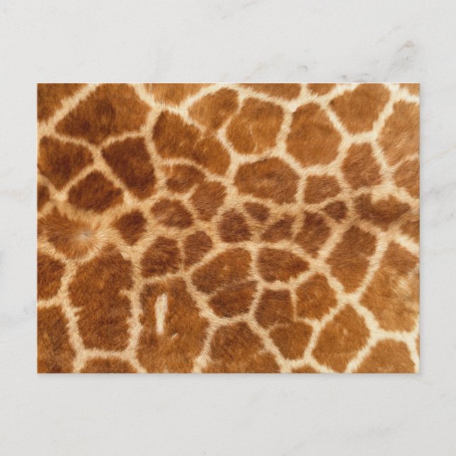 Giraffe Print Postcard (Front)