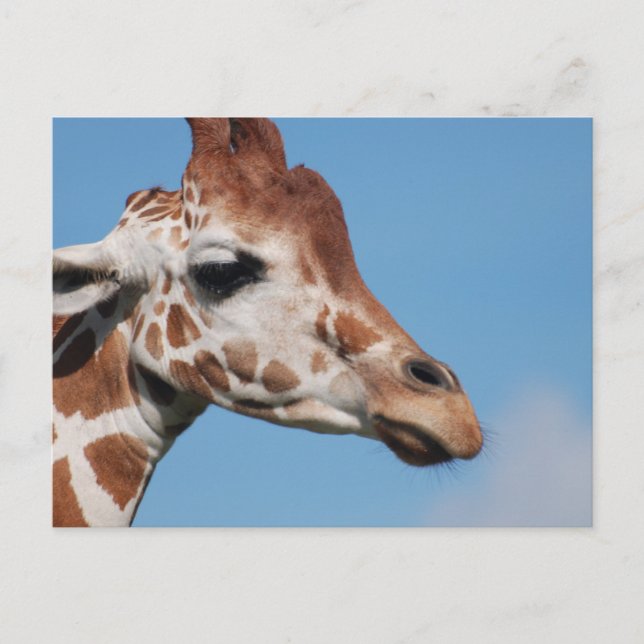 Giraffe Profile Postcard (Front)