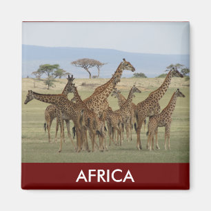 giraffe safari magnet