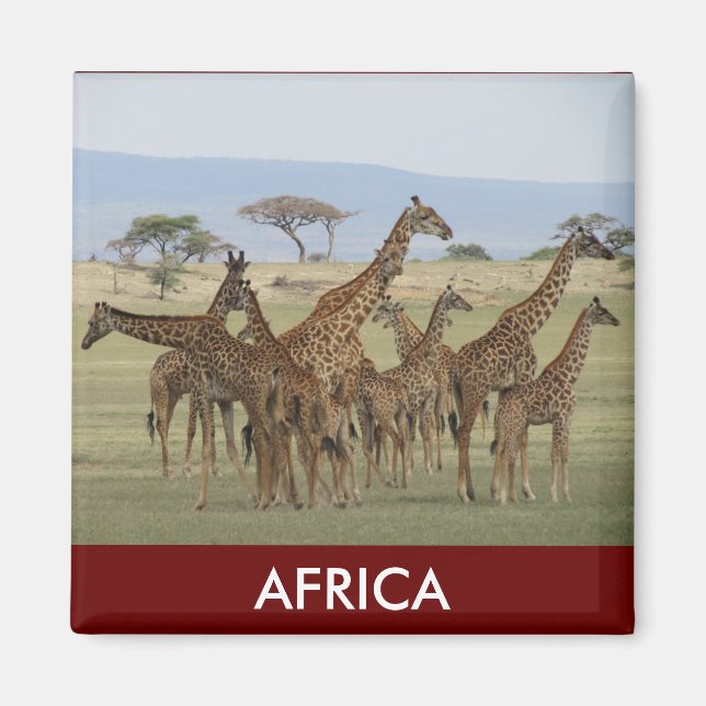 giraffe safari magnet (Front)
