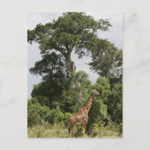 giraffe scene postcard