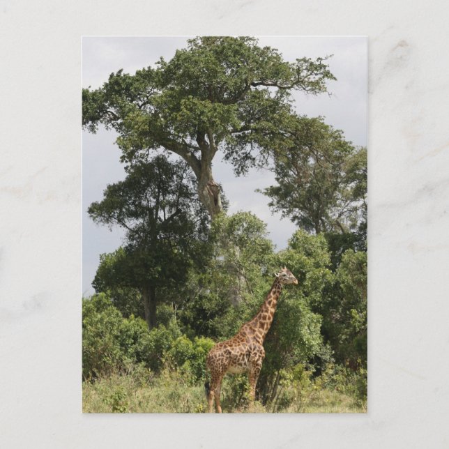 giraffe scene postcard (Front)