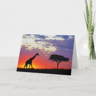 Giraffe silhouetted at sunrise, Giraffa Card
