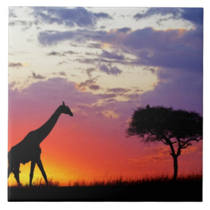 Giraffe silhouetted at sunrise, Giraffa Ceramic Tile