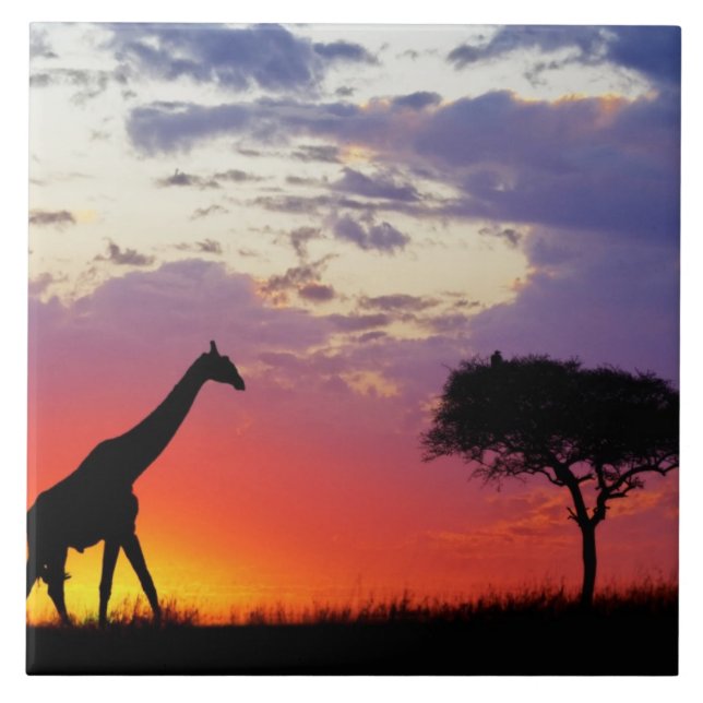 Giraffe silhouetted at sunrise, Giraffa Ceramic Tile (Front)