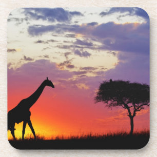 Giraffe silhouetted at sunrise, Giraffa Coaster