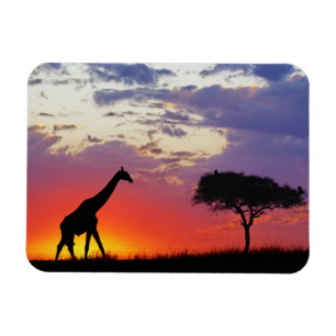 Giraffe silhouetted at sunrise, Giraffa Magnet