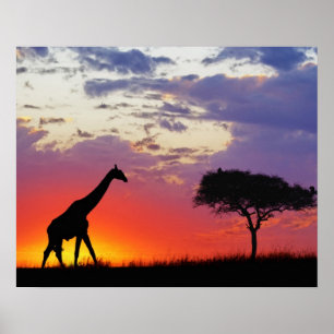 Giraffe silhouetted at sunrise, Giraffa Poster