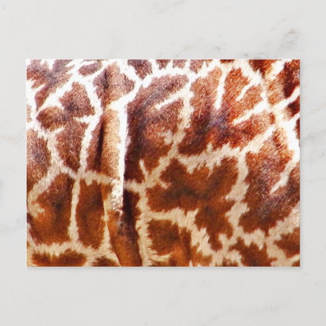 Giraffe Skin_ Postcard (Front)
