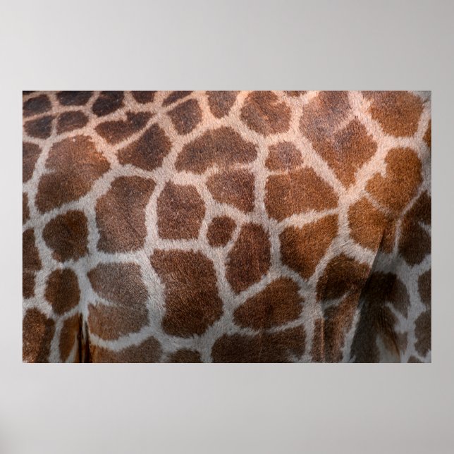 Giraffe skin texture poster (Front)