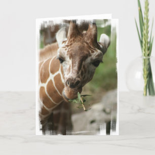 Giraffe Snack Greeting Card