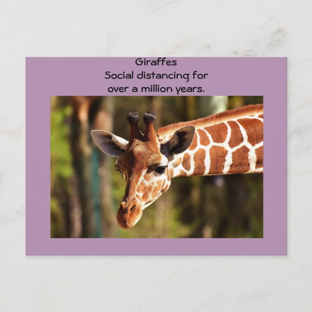 Giraffe Social Distancing Six Feet by Funnycomb Postcard (Front)