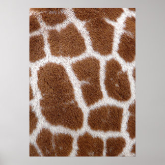 Giraffe Spots Poster
