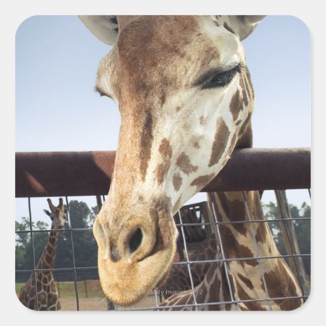 Giraffe Square Sticker (Front)