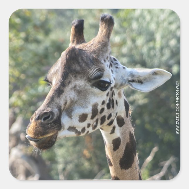 Giraffe Square Sticker (Front)