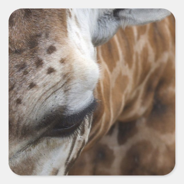 Giraffe Stickers (Front)