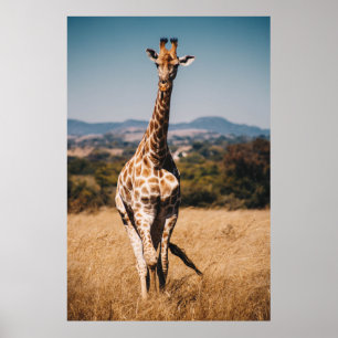 GIRAFFE SURROUNDED BY BROWN GRASS POSTER