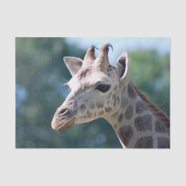 Giraffe Tissue Paper (Front)