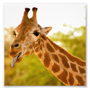 Giraffe Tongue Photo Print