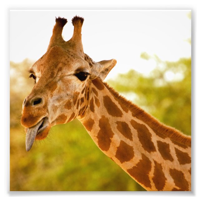 Giraffe Tongue Photo Print (Front)