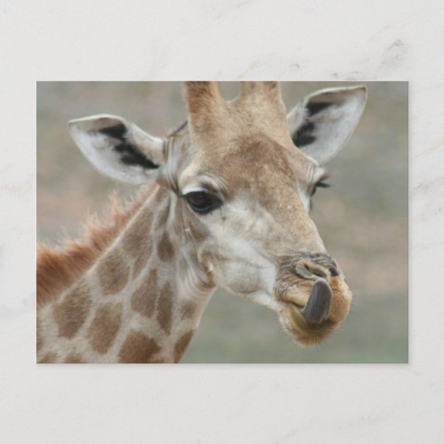 Giraffe Tongue Postcard (Front)