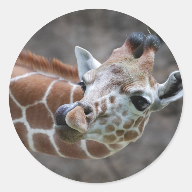 Giraffe Tongue Stickers (Front)