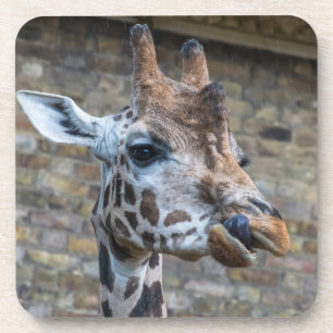 Giraffe up close coasters