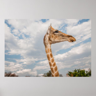Giraffe up Close Poster