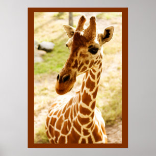 Giraffe Up Close Poster