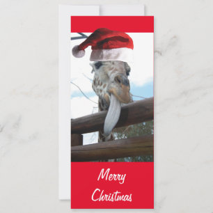 Giraffe wearing a Santa Claus Hat for christmas