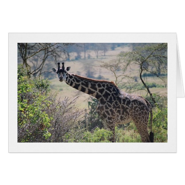 Giraffe with Extended Neck (Front Horizontal)
