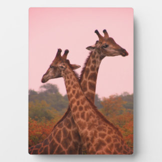 Giraffe with pink sky and mopani trees plaque