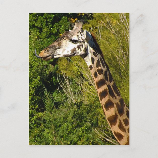Giraffe with Tongue Sticking Out Curled Up Postcard (Front)