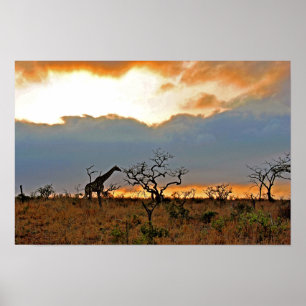 Giraffe Zulu Nyala Game Reserve South Africa Poster