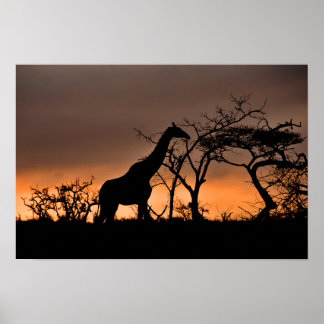 Giraffe Zulu Nyala Game Reserve South Africa Poster