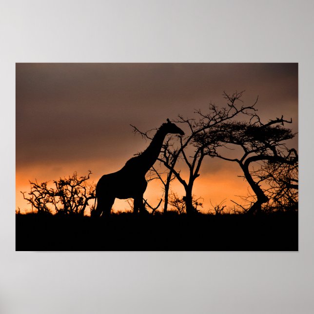 Giraffe Zulu Nyala Game Reserve South Africa Poster (Front)