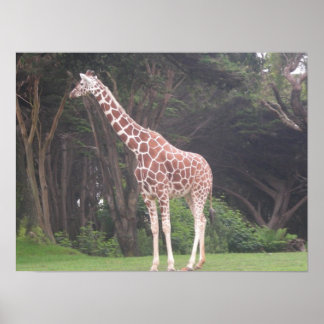 giraffes 002 canvas poster