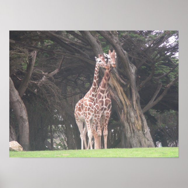 giraffes 003 canvas poster (Front)