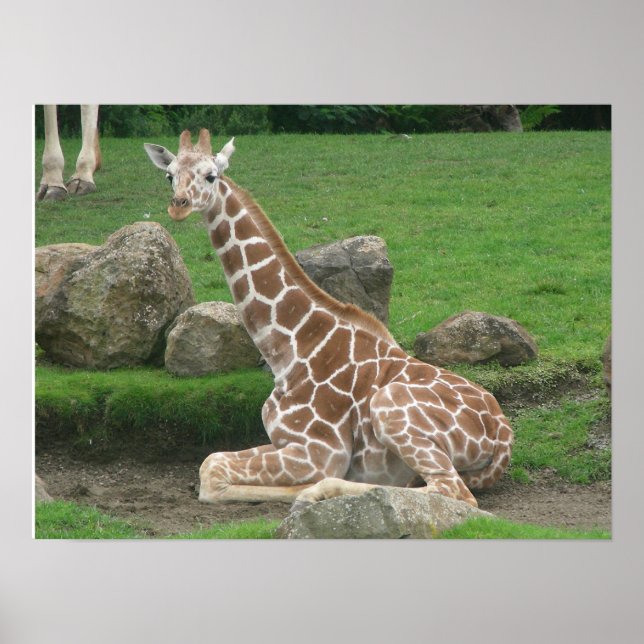 giraffes 005 canvas poster (Front)