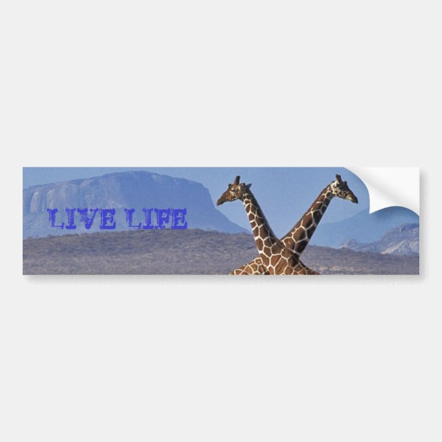 giraffes[1], LIVE LIFE Bumper Sticker (Front)