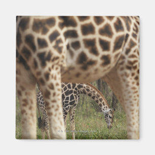 Giraffes 2 magnet