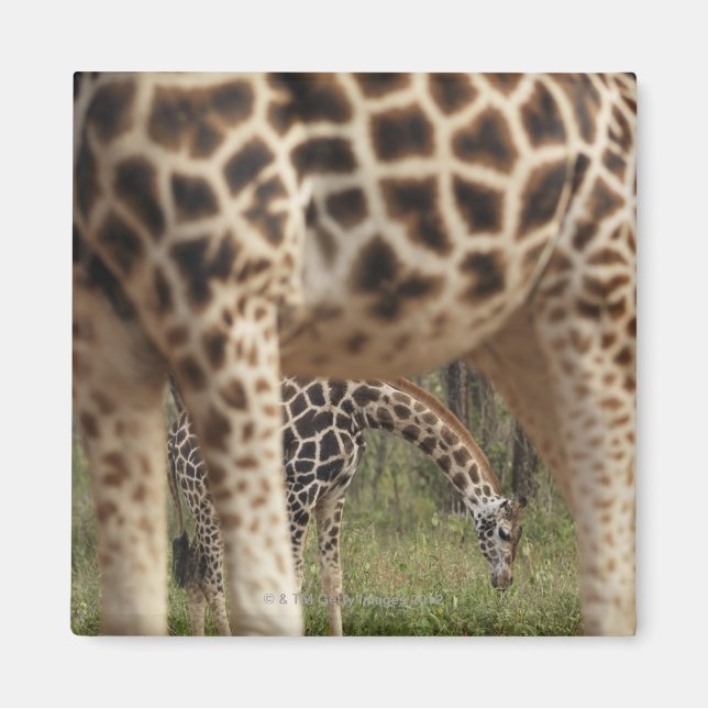Giraffes 2 magnet (Front)