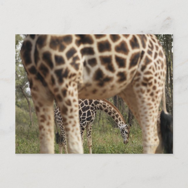 Giraffes 2 postcard (Front)