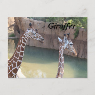 Giraffes # 2 postcard