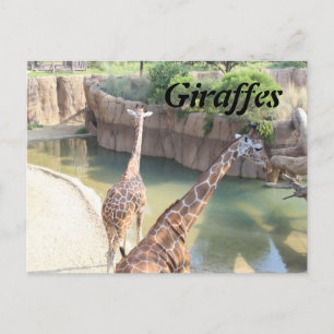 Giraffes # 5 postcard