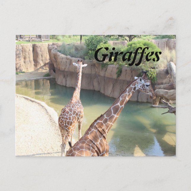 Giraffes # 5 postcard (Front)