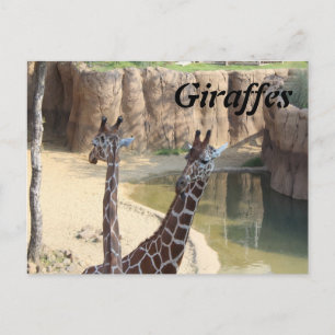 Giraffes # 7 postcard